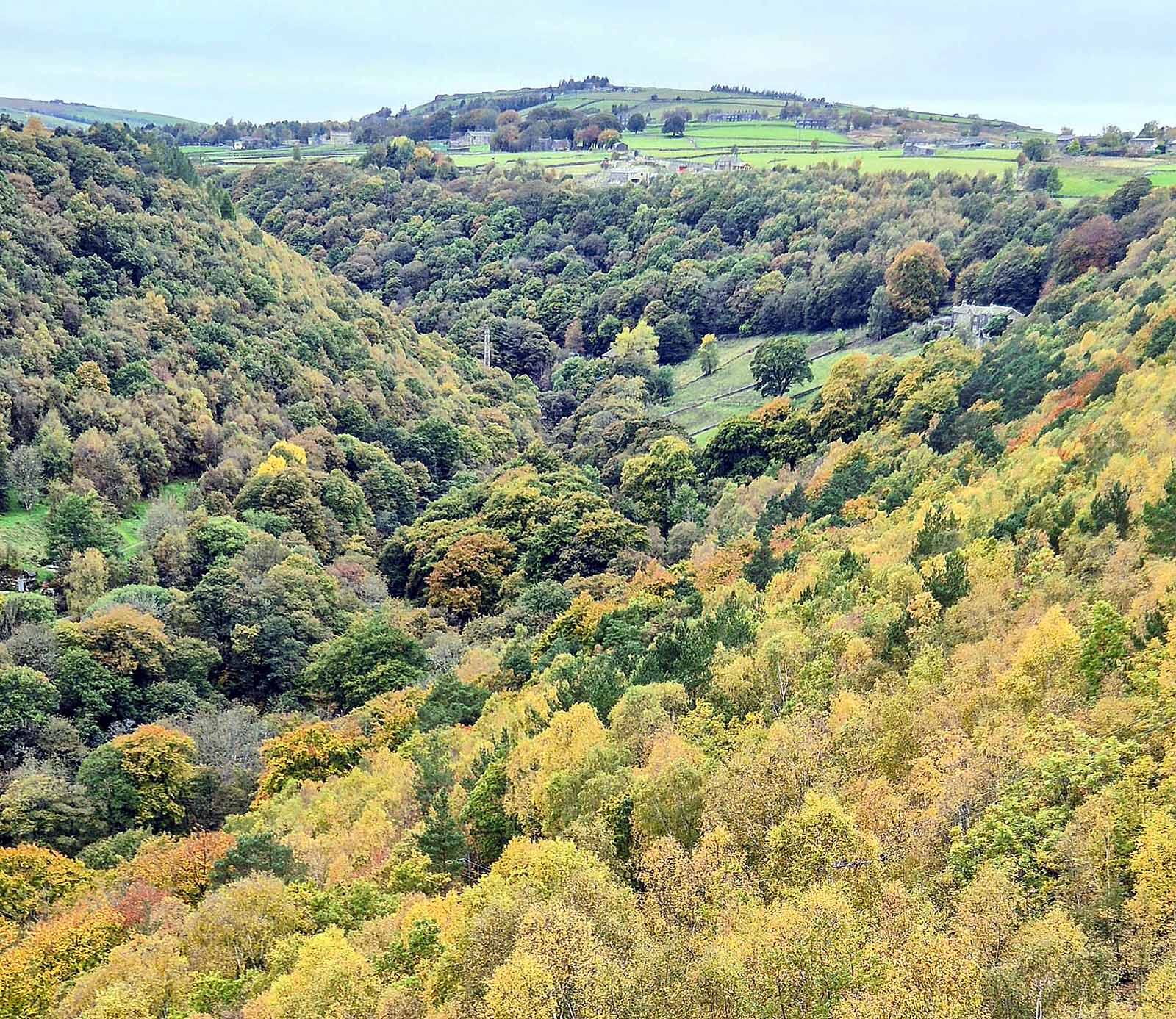 Sustainable woodland near my home